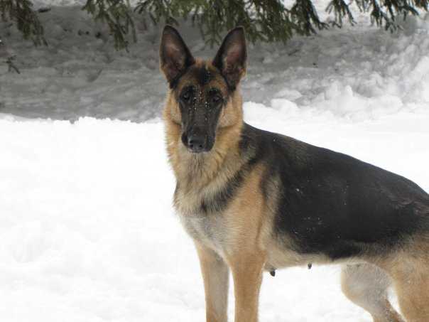 4pts Dynamic's Morgane Manzerol