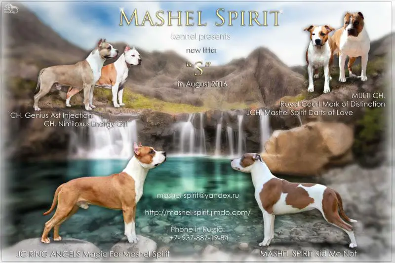 MASHEL SPIRIT Son