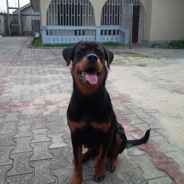 Brockz of Shepherfield Kennels