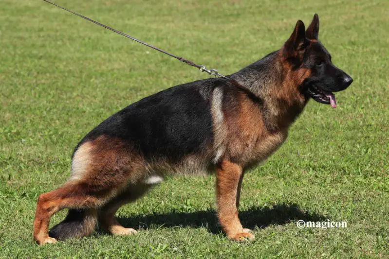 SG 13 BSZS 2016 Joker du Val D'Anzin
