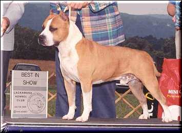 Fraja EC Golden Boy