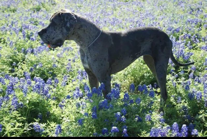 Semiramis el Santhynor