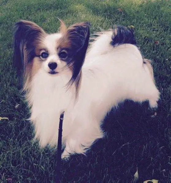 Lindatorps Kristoffer