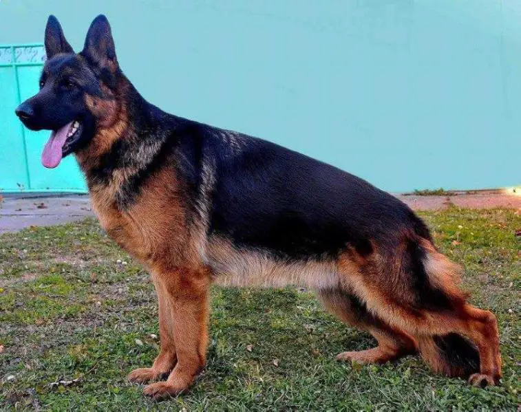 VP-1 Tito od Banatasa