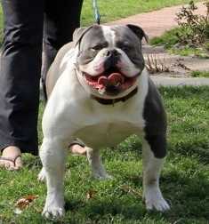 Bullforce's Silver