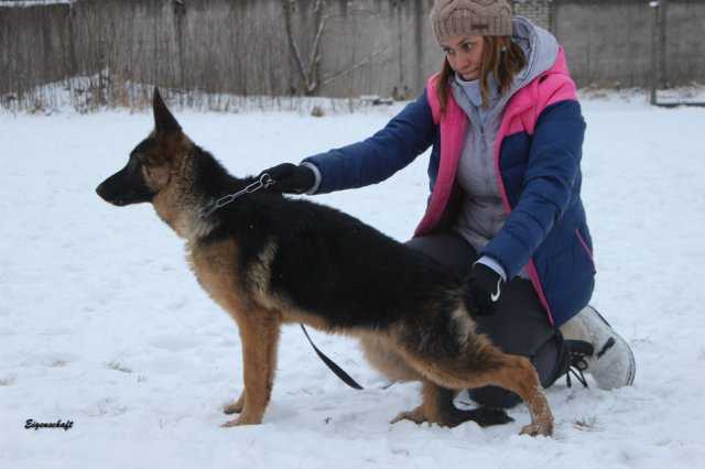 Nikker Leur's Arabella