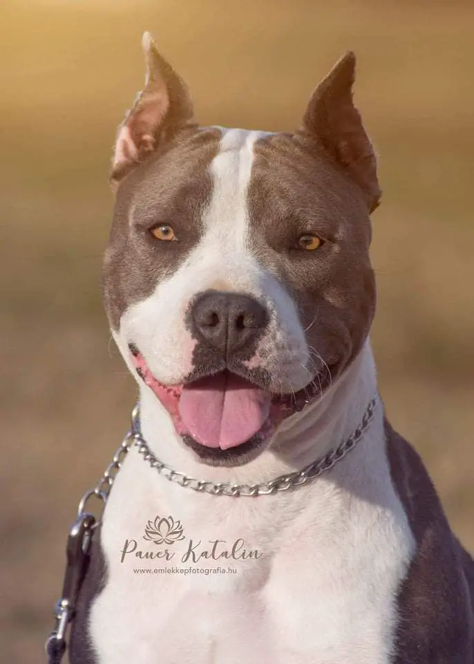 Blue Sweet Gangland of Overdose