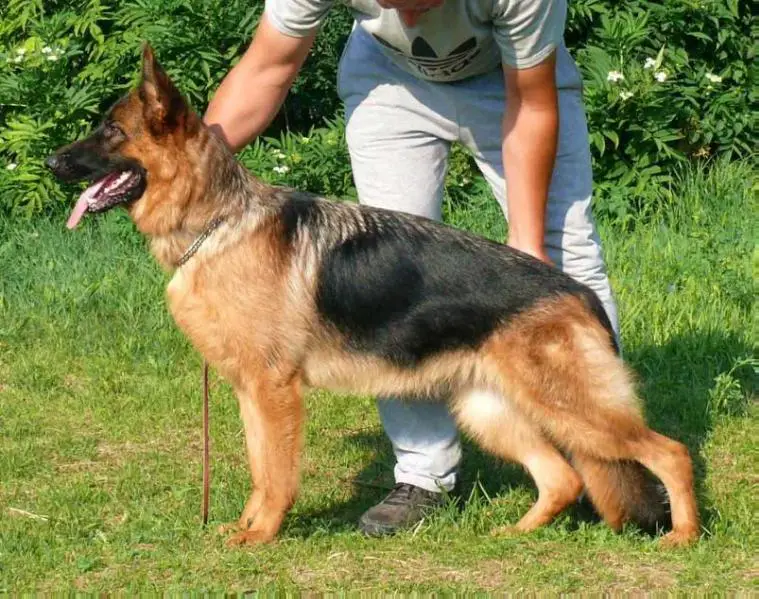 XANTE VON BELLISSIMO