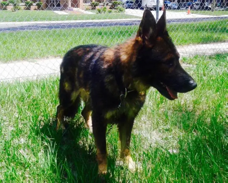 BOWY SPARTAN VAN GUARD