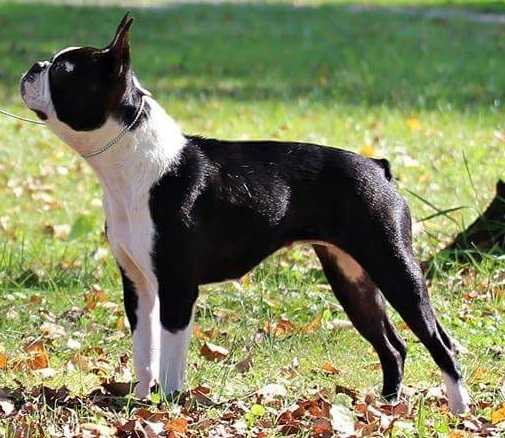 JCH HR Yes Adorable Doll Beauty Gremlins