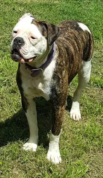 Pamascos Rowan of Spencer Farms