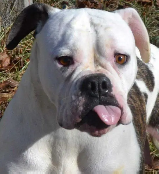 Spencer Farms Smarty Pants Gladys