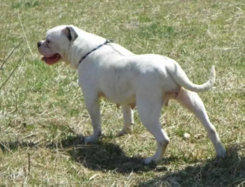 Spencer Farms Snookie