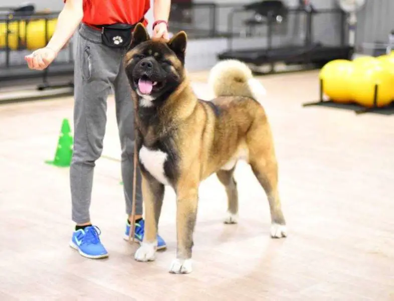 Redient Shower Of Gold