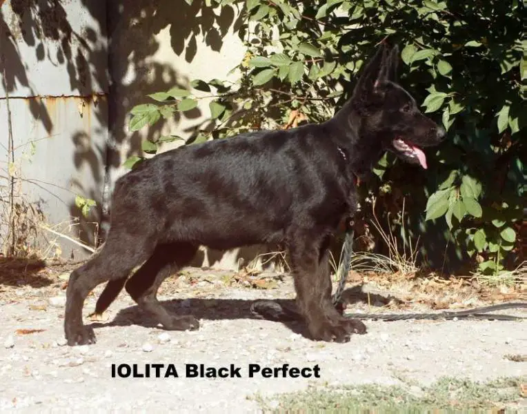 Lolita Black Perfect