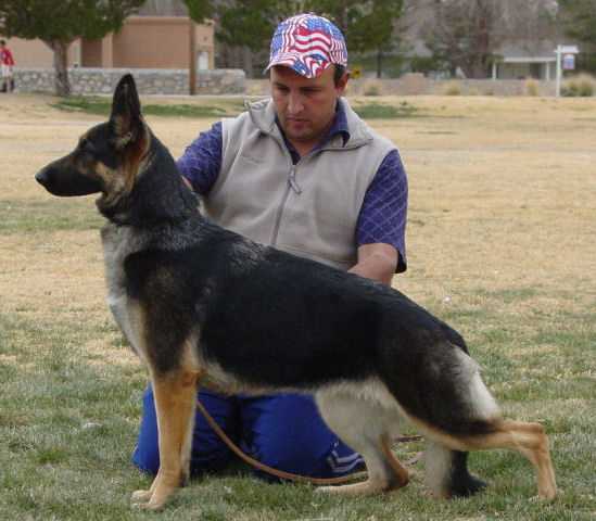 CH Jerrwen's Georgiana