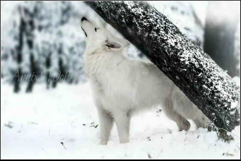 SLO-WHITE ROSE VENUS