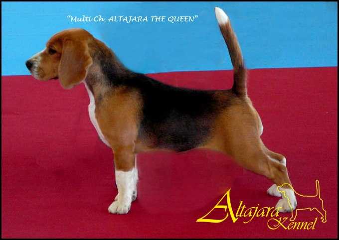 Ch Altajara The Queen