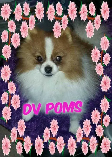 Dolce Vita's Sassy But Classy