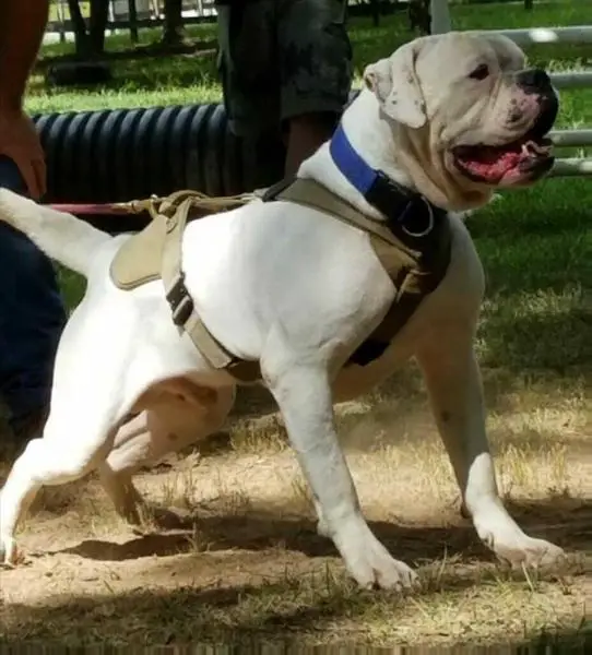 JBT 1,2 Razorbacks Yeti of RCB