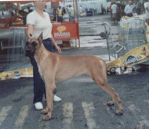 Int. Pan. Braz. GCh. Ch. DRAGON VON PASCHOALICK