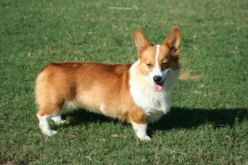 Creekside Karabreeze Alli