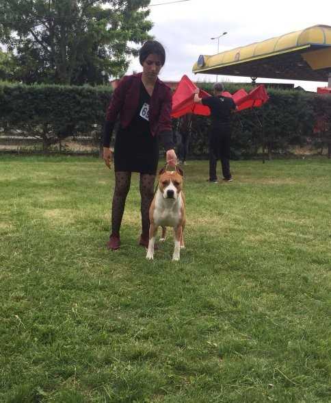 JCH MULTI CH INT CH Falcon's queen of GERASOLO'S house