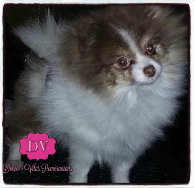 Dolce Vita's Chocolate Filled Kiss