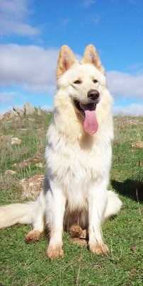 Ladyhawke Kimba