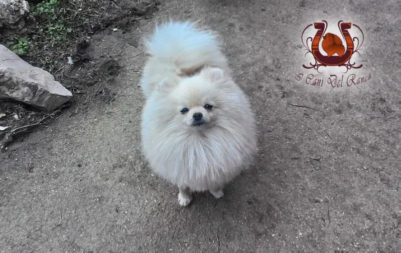 BOUNTY HUNTER FOR THE DOGS OF RANCH