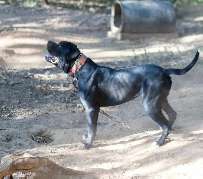 USHBR Jr. Champion Konfederate Kennels Crow's Son (Son)