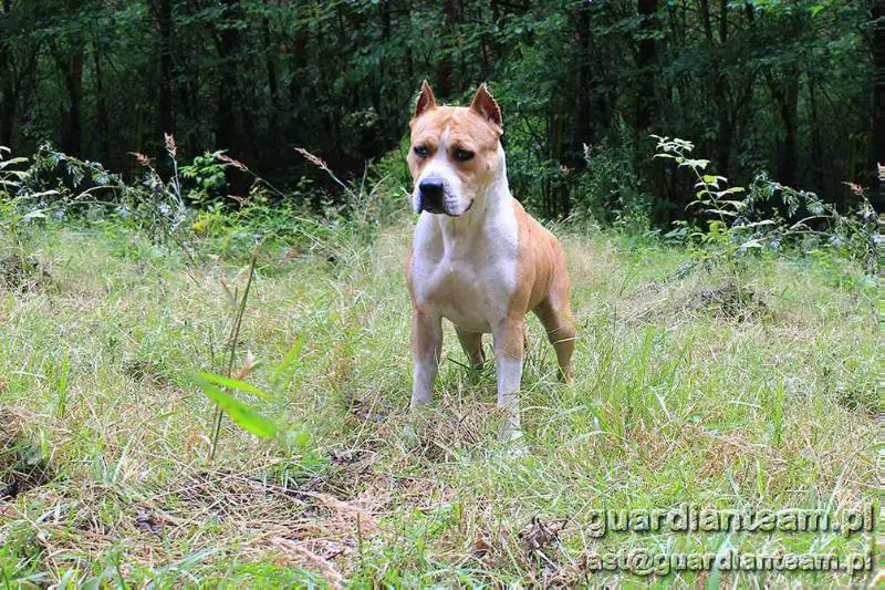 FLORENCE Guardian Team FCI