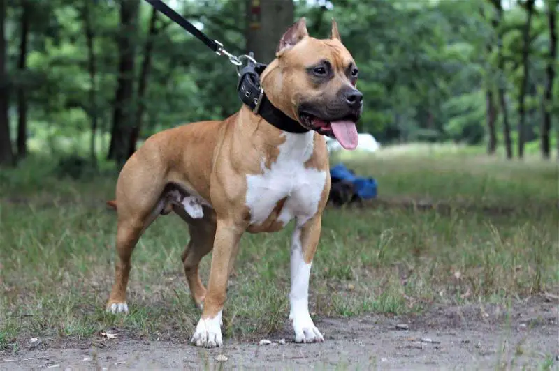 Sons Of Anarchy MMXVI'King Grayskull