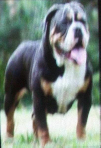 1 Bulldog Nation's Dallas