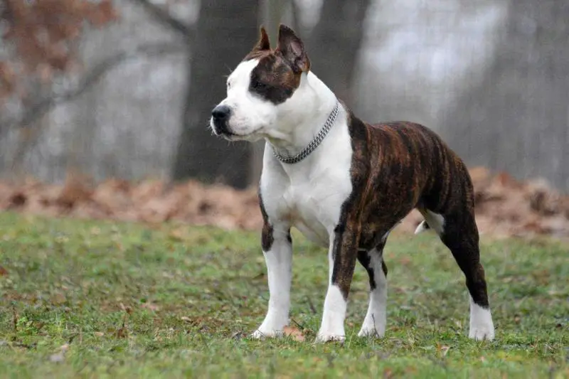 American History X Light In The Dark