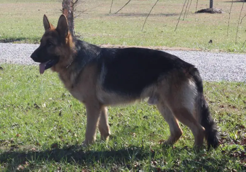 Samson Von Schneiden Fels