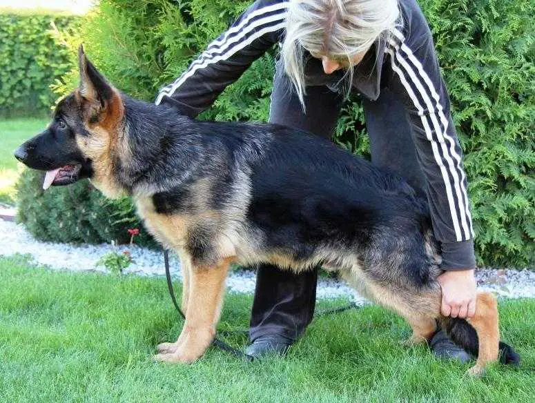 Elton von der Fuersrenperle