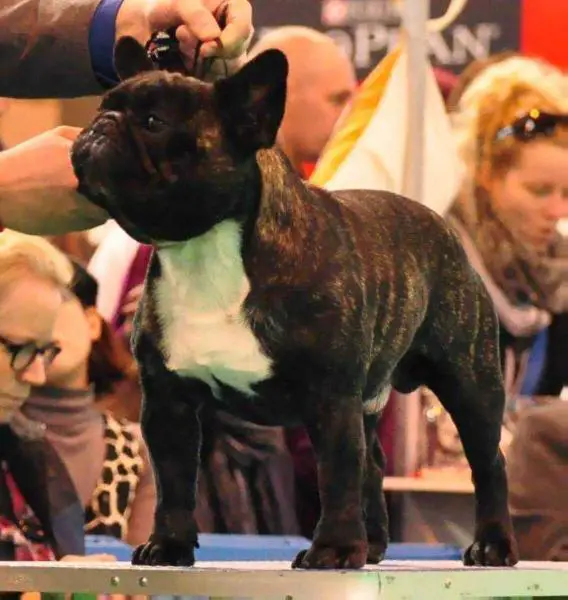 INTER CH.,LISBOA WINNER 2013. 2 TOP RANKING MALE AEFRBF 2013 GOLIAT D'MAYRO FRENCHES
