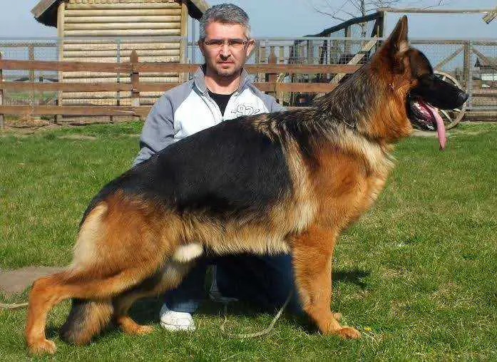 SG Gildo Tigback Hof