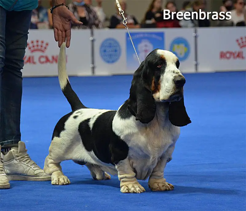 CH UA, 2xCRUFTS Qualification, 2xBOB GIOVANNI Galopujaca Fufla