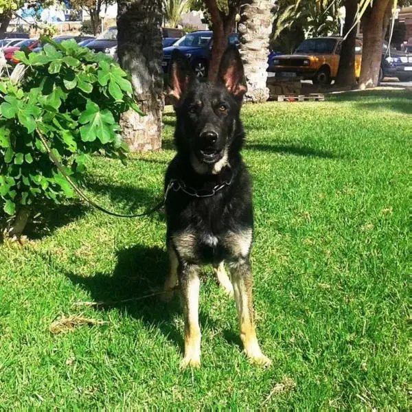 Enny de Dayuri