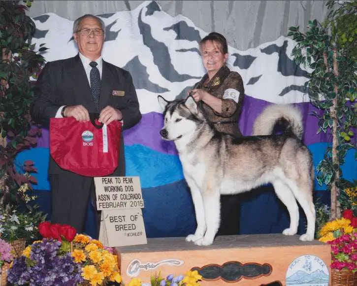 GCH Ch Tru North's Joyful Mountain