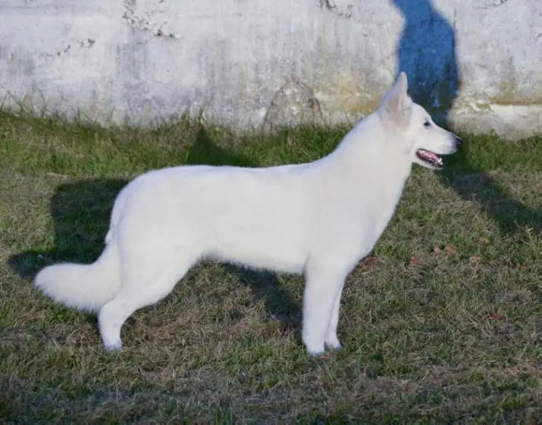 Vice WW 2017, Vice EW 2017, Vice JEW 2016, JCH SRB,MAK,MNE, Eleonora Ema Ena Ella Ice Lilien