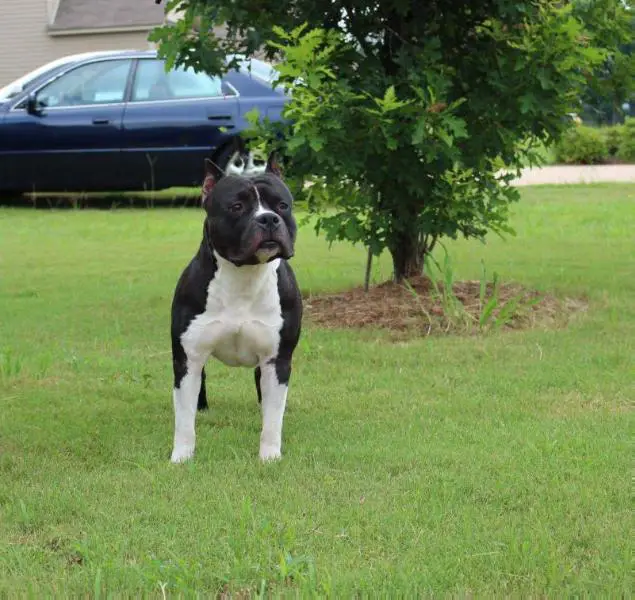 AKC GCH CH. Lelani's One In A Minion