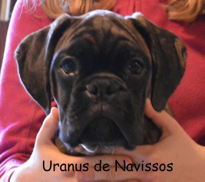 Uranus de Navissos