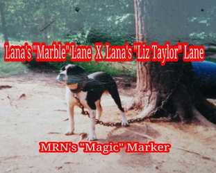 Lana's Magic Marker