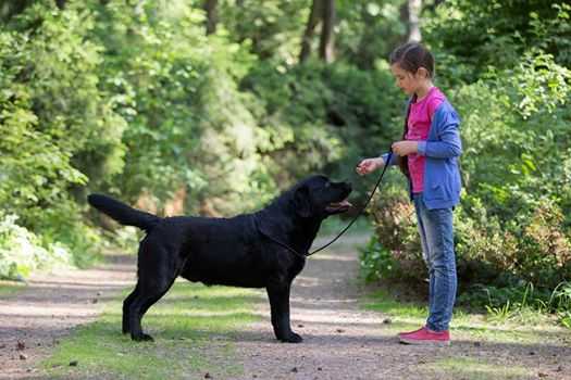 Eneleon Wandering Star