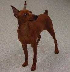 Am Ch. T'Seas Mi Fenton's Veronica