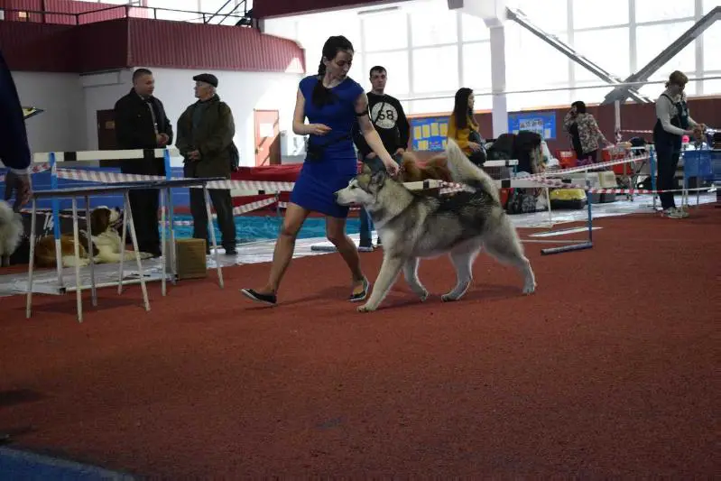 Sweet Dream Polar Night