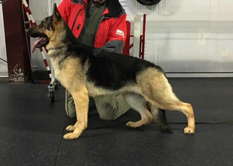 Moda's Summerstar Raylex Chablis